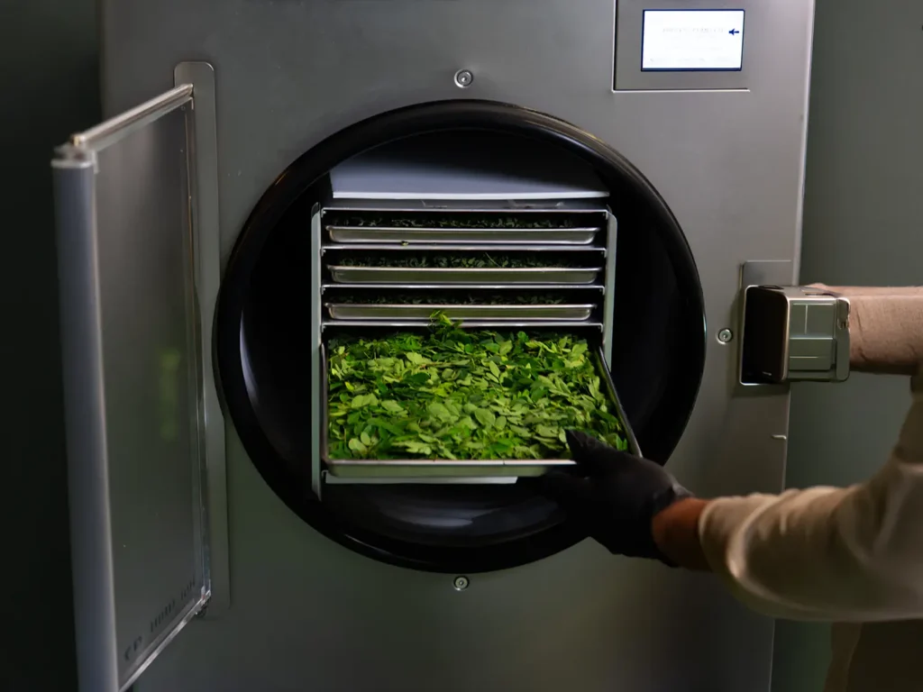 Freshly harvested moringa branches and green leaves collected inside a black produce crate