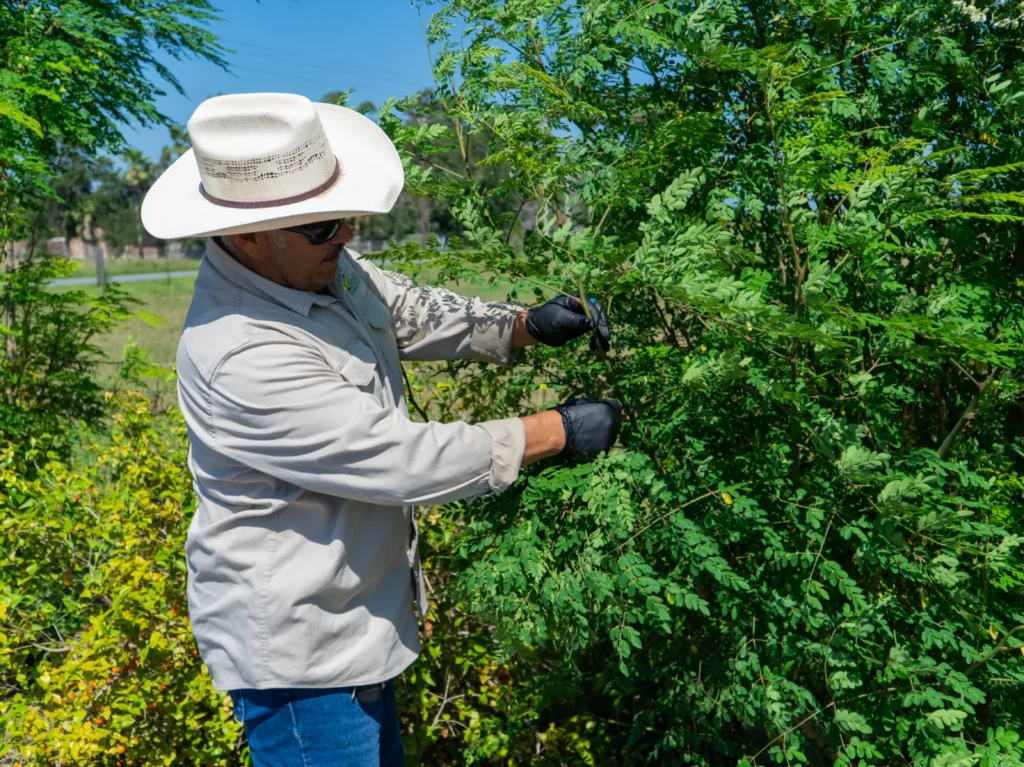 Farm worker harvesting fresh moringa leaves from a mature green moringa tree