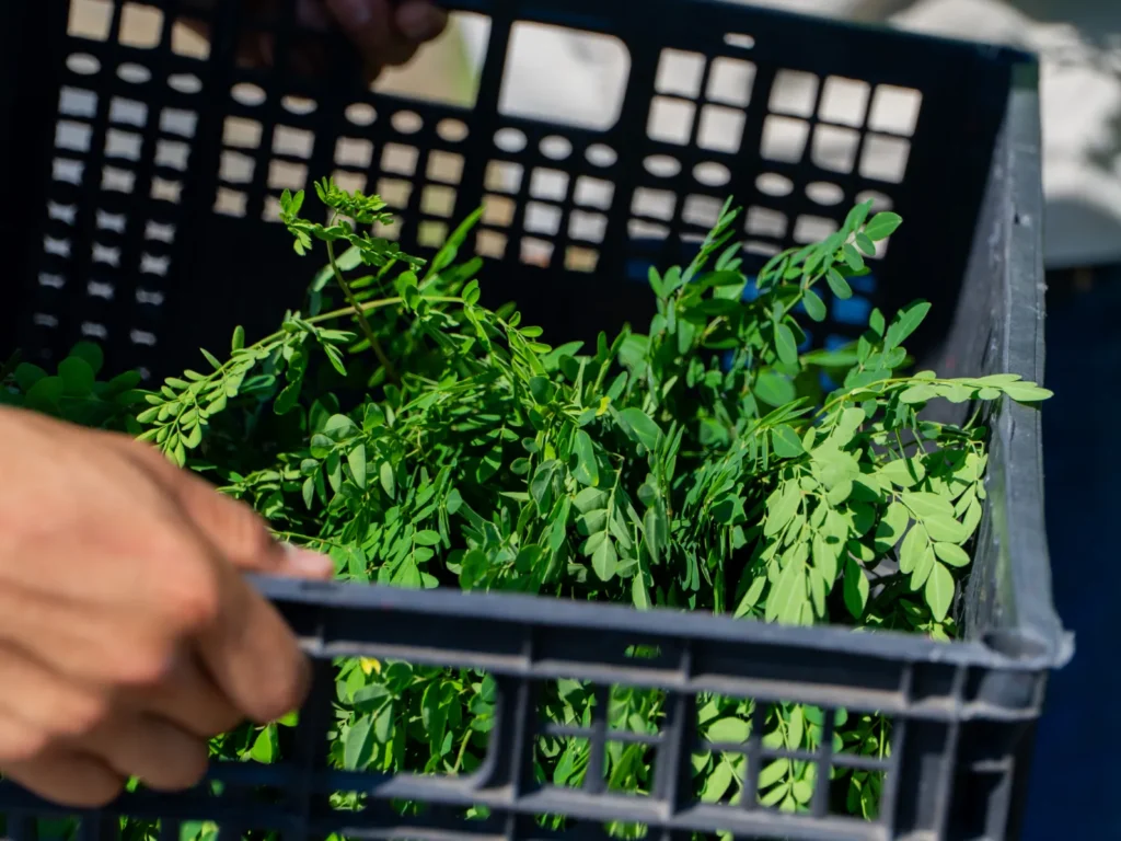 Fresh moringa leaves loaded onto trays inside a commercial freeze drying machine